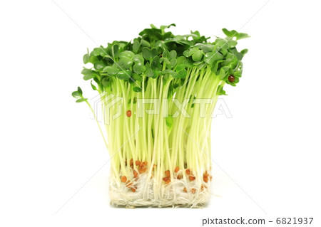 注意：蘿蔔蘿蔔 6821937