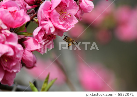 Peach blossoms and bees 6822071