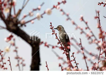 Plum and bulbul Plum and bulbul 6822072