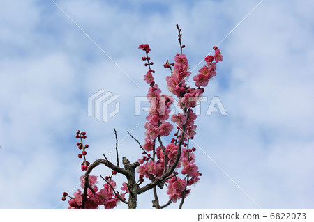 Plum and sky Plum and sky 6822073