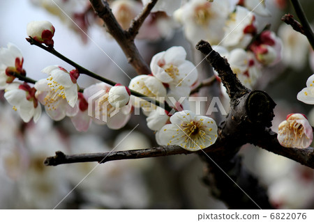 White plum 6822076