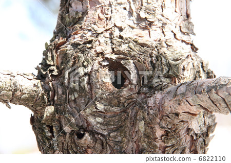 It grew bigger Mr. Kobu It grew bigger Mr. Kobu 6822110