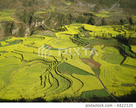 Rapeseed field Rapeseed field 6822120