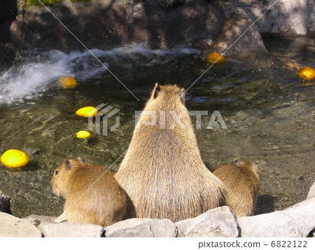 水豚 水豚 6822122