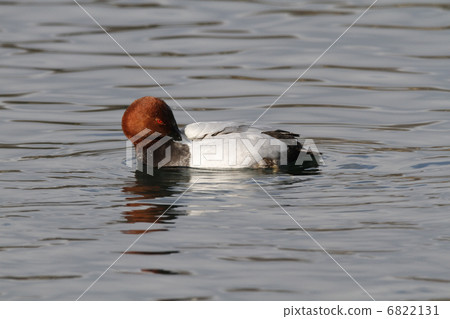Hoshihaziro (male) Hoshihaziro (male) 6822131