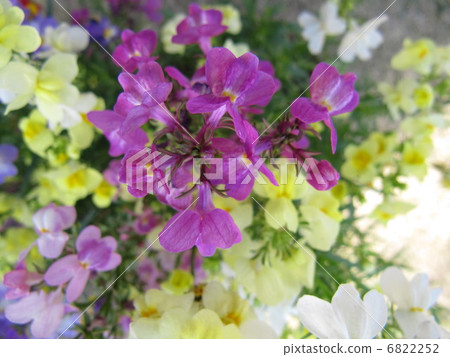 Linaria 6822252