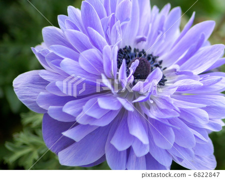 Anemone (purple) 6822847