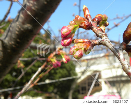 Treasures of Spring It seems that the flowers of Kawazuzakura in front of the Inage Coastal Station are about to bloom soon 6823407