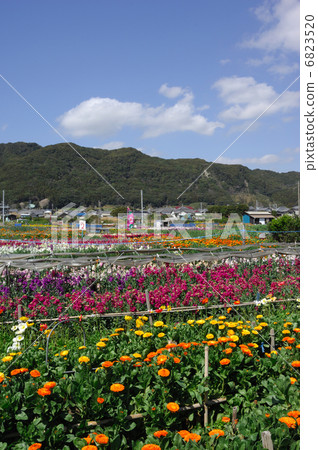 Chikura花園 Chikura花園 6823520