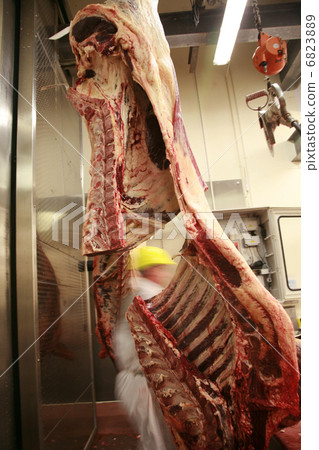 Cattle carcass in an abattoir Cattle carcass in an abattoir 6823889