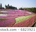 Shiba Sakura (Heart) at Chichibu Izan Park 6823921
