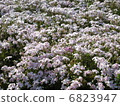 Shiba cherry tree (flow of Tama) 6823947
