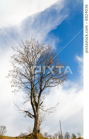 bare tree on sky background bare tree on sky background 6824036