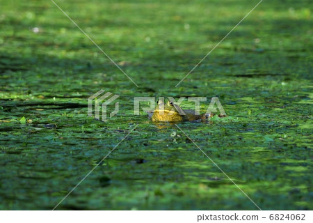 Beef fro living pond 6824062