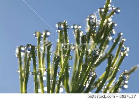 The green grass with dew drops shines in sun beams 6824137