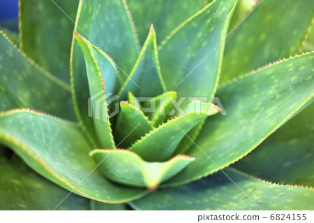 多汁植物 6824155