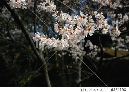 Usuzumi zakura Usuzumi zakura 6824190