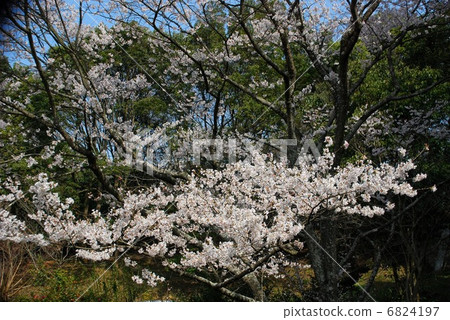 Usuzumi zakura Usuzumi zakura 6824197