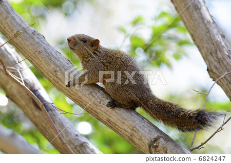 台灣松鼠 6824247