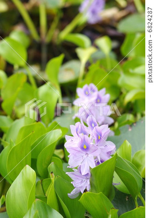 Water hyacinth flowers 6824287