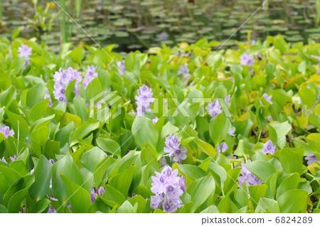 A group of water hyacinth A group of water hyacinth 6824289