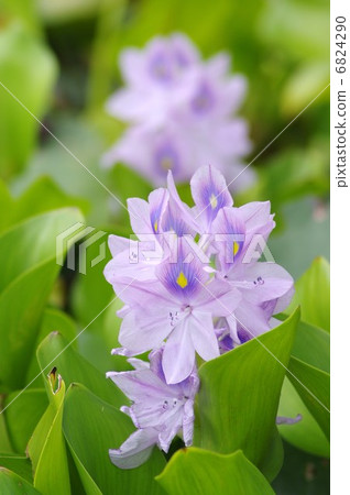 Water hyacinth flowers Water hyacinth flowers 6824290