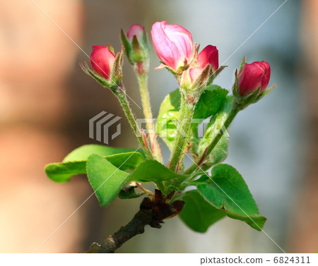 blossoming blossoming 6824311