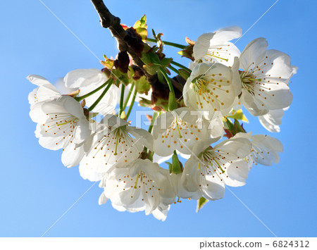 Blossoming twig of cherry-tree Blossoming twig of cherry-tree 6824312