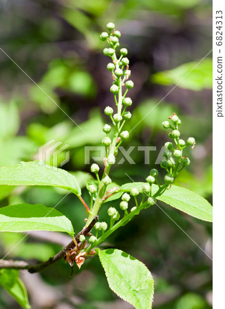 Spring Bird Cherry Tree flowers Spring Bird Cherry Tree flowers 6824313