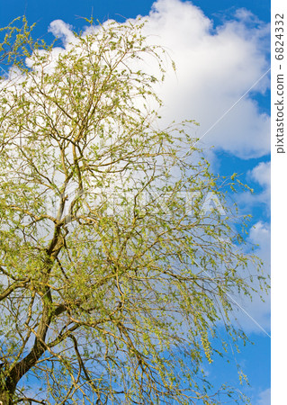 Spring willow tree on sky background 6824332