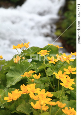 Marsh marigolds blooming by the water after the snow melts Marsh marigolds blooming by the water after the snow melts 6824351