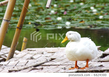 duck duck 6824380