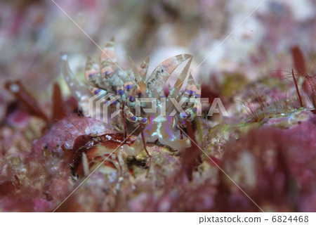 Dengshok Minnow 6824468