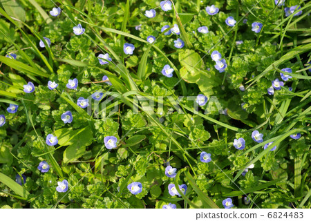 大草原在Ouninnu-noguri開花 大草原在Ouninnu-noguri開花 6824483