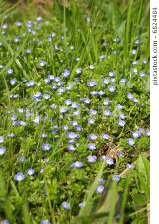 Prairie blooming in Ouninnu-noguri 6824484