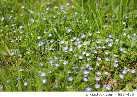 Prairie blooming in Ouninnu-noguri 6824486