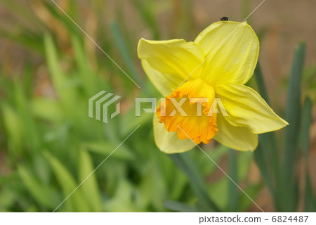 Yellow trumpet Daffodil 6824487