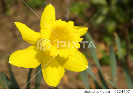 Yellow trumpet Daffodil 6824497