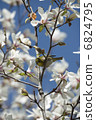Mezzilo tells spring 6824795