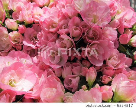 Azalea Azalea 6824817