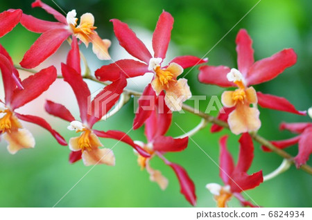 蘭花花 蘭花花 6824934