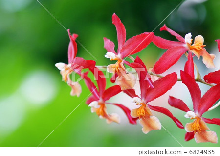 蘭花花 蘭花花 6824935