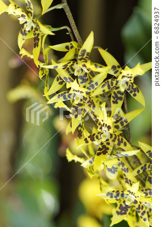 蘭花花 6824937