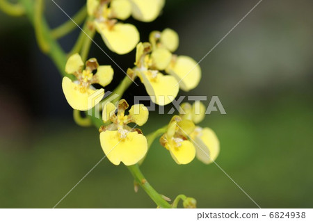 蘭花花 6824938
