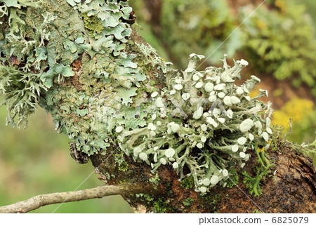 texture of moss, lichen 6825079