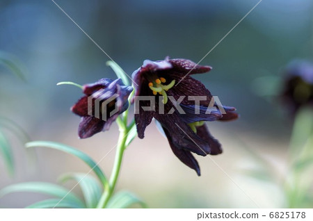 黑百合 黑百合 6825178