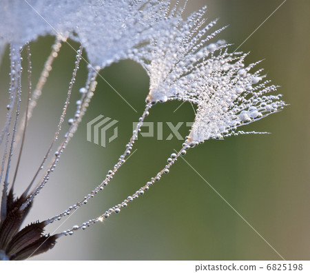 Dew drops on a grass in the morning 6825198