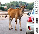 Deer in the Road 6825200