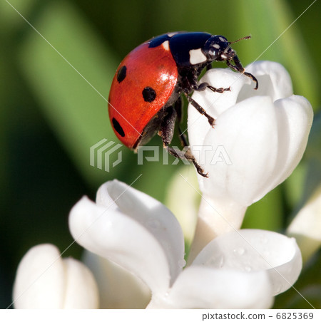 The beautiful ladybug creeps on flowers 6825369