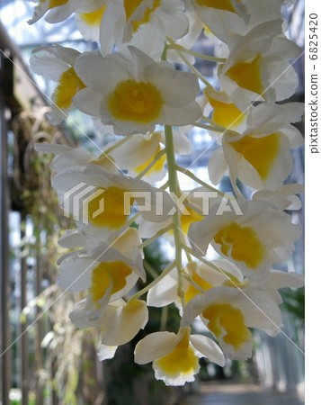 Dendrobium · Pulpebrae 6825420